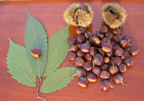 chestnut.jpg