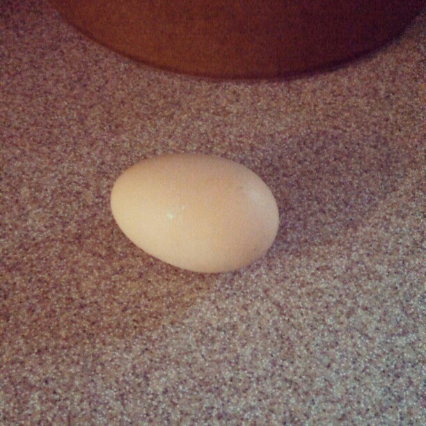 First egg.jpg