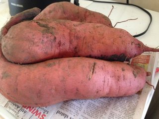 2017 Sweet Potatoes 1 copy.jpg