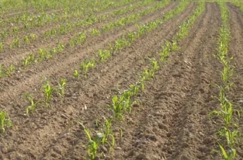 corn 2011.jpg