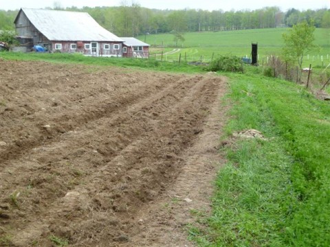 tater rows near barn.JPG