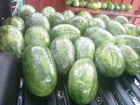 watermelons 2012.jpg