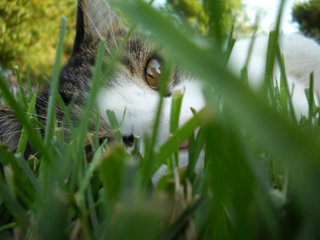 Tiger in the Grass.JPG